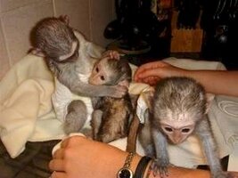 Diaper Trained Baby Capuchin Monkeys