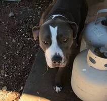 male gray pit bull found