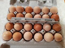 Fresh eggs in Cottonwood