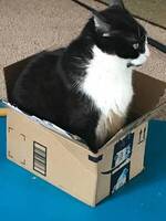 Black &White Cat Lost (Cottonwood by Rec Center)