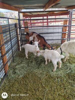 Goat Kids available