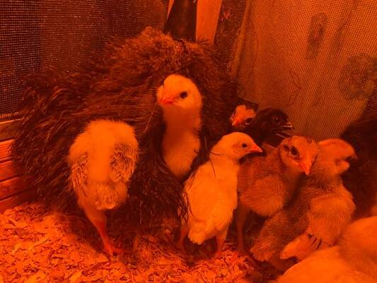 Baby Chicks for sale